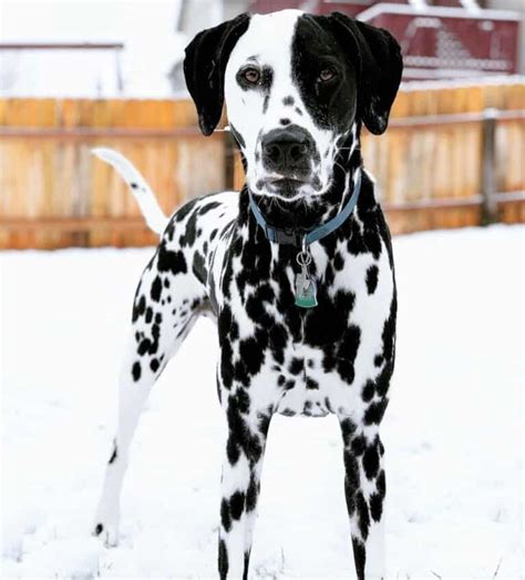 Dalmatian Colors Do Dalmatians Only Have Black Spots Dalmatian Dogs