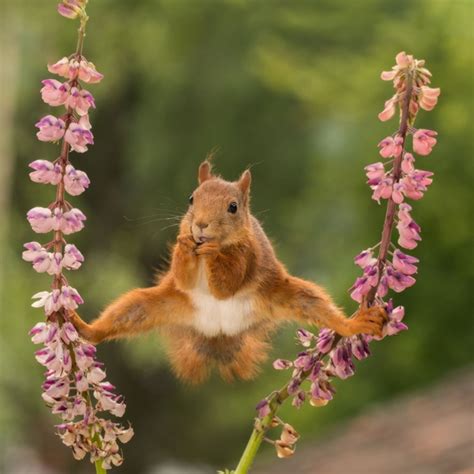 40 Funny Wild Animal Pictures To Make Your Day