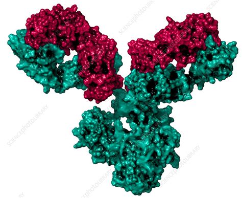 Immunoglobulin G Antibody Molecule Stock Image C0499850 Science