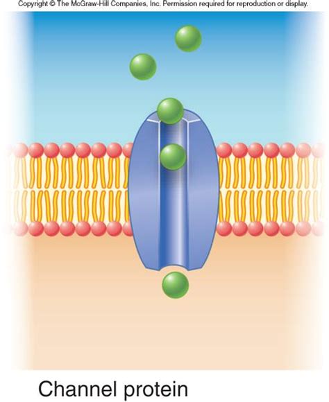 Channel proteins are integral proteins that allow specific molecules and ions to pass through the membrane by creating a pore. 4.3 The Plasma Membrane