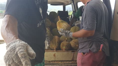 As is evident from the name, most of the alongside pahang island, bentong produces some of the best durians around. Organic Durian Orchard Gallery l Bentong Durian Malaysia