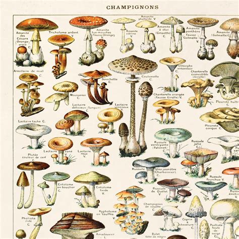 Mushroom Chart Poster French Le Petit Larousse Champignons