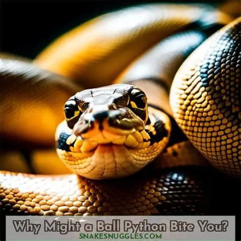 When Do Ball Pythons Bite Reasons For Bites Plus Bite Treatment And