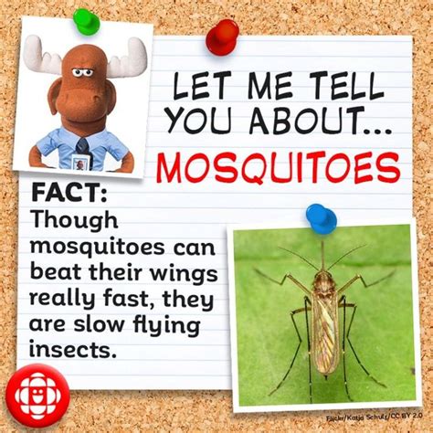 Mosquito Home Remedies Enjoy The Sunshine Mosquito Wealthy Affiliate