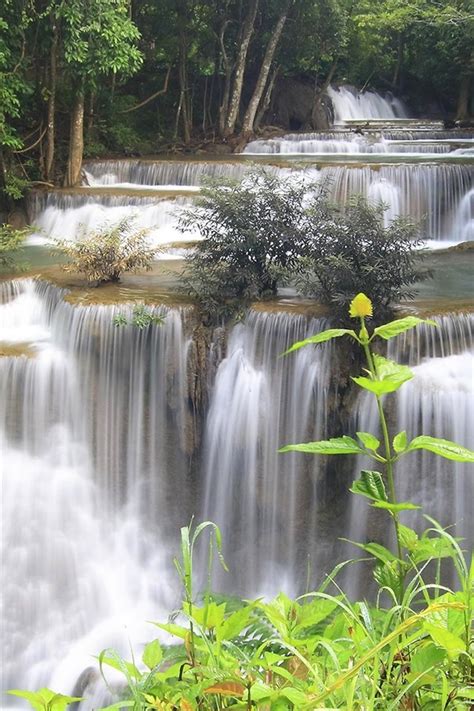 Wallpaper Thailand Forest Jungle River Waterfalls Stream Trees