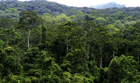 Botanists Review Nature Of Tropical Subtropical Evergreen Forest