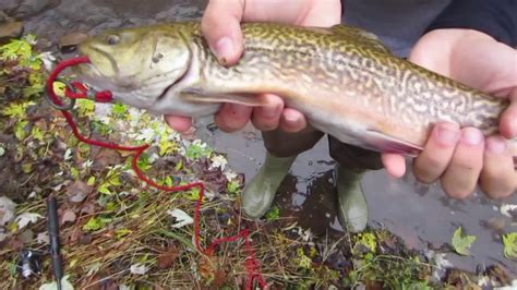 Musconetcong River Trout Fishing Rare Tiger Trout Youtube