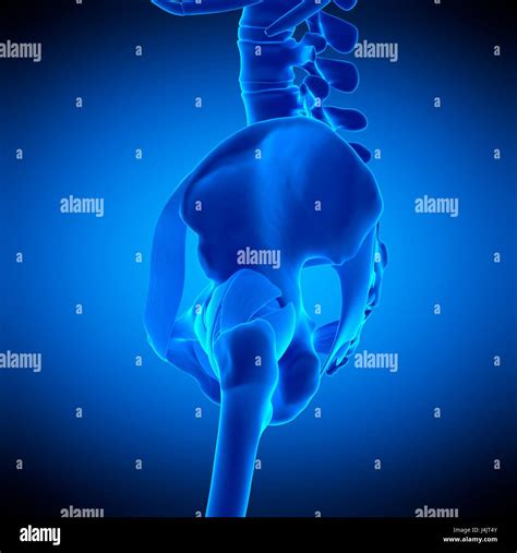 Illustration Of The Hip Ligaments Stock Photo Alamy