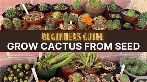 How To Grow Cactus From Seed A Beginners Guide Cactuscare Cactus