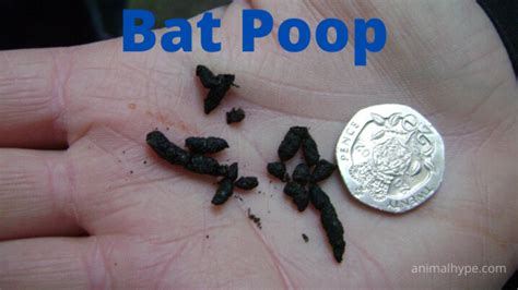 Mouse Poop Vs Bat Poop What Are Key Differences Az Animals Vlrengbr