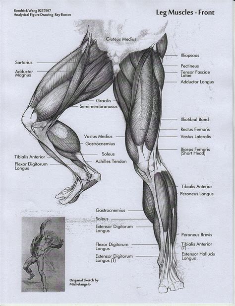 Estudo Musculatura Das Pernas Anatomia Referência Anatomia Anatomia