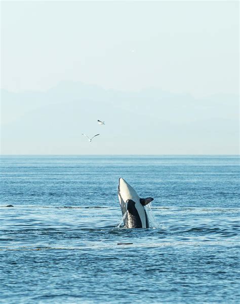 Breaching Orca At Boundary Pass Border Photograph By Stuart