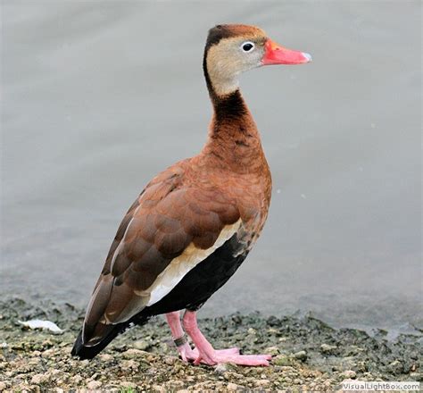 Identify Types Of Whistling Ducks Tree Duck Photos Of Whistling
