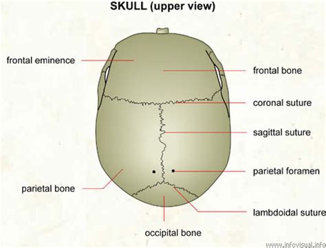 Why are there sutures in the head? Skeletal System Diagrams