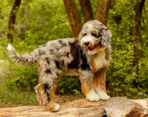If you are unable to find your aussiedoodle puppy in our puppy for sale or dog for sale sections, please consider looking thru thousands of aussiedoodle dogs for adoption. Aussiedoodle Puppies For Sale | Available in Phoenix ...