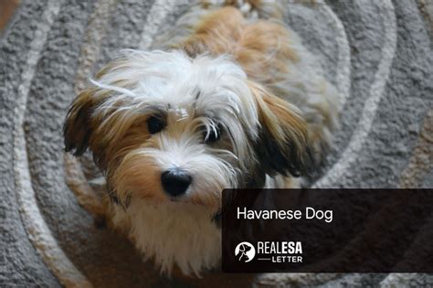Havanese Dog Complete Profile Characteristics And Traits