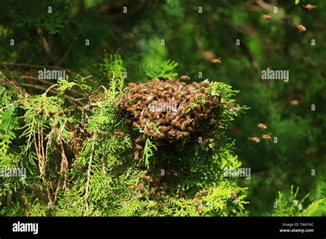 Honey Bees Swarming On Tree Branch Stock Photo Alamy