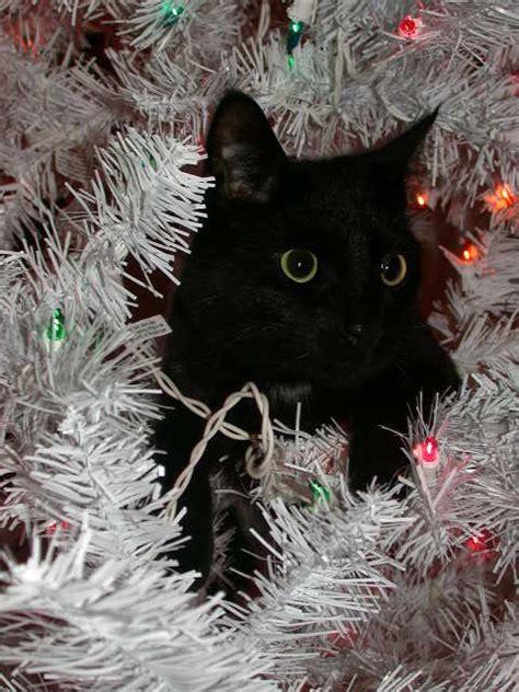 Funny Black Cat Christmas Wreath Ornament Ubicaciondepersonascdmxgobmx