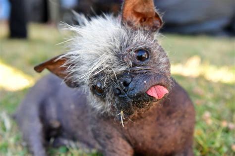 Worlds Ugliest Dog 2022 Award Goes To 17 Year Old Mr Happy Face The