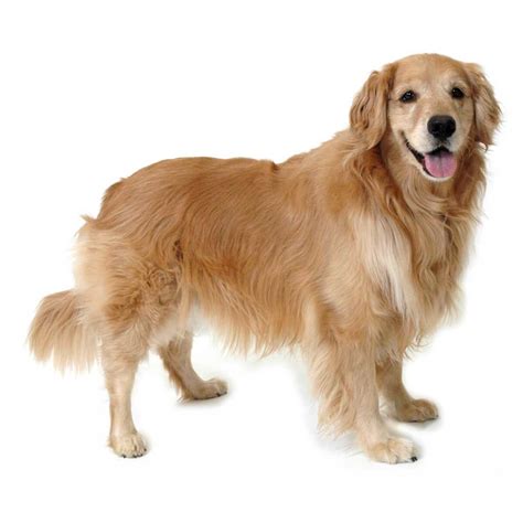 Chicken soup large breed puppy derives the bulk of its animal protein from poultry and poultry meals. Golden Retriever Dog Breed » Information, Pictures, & More