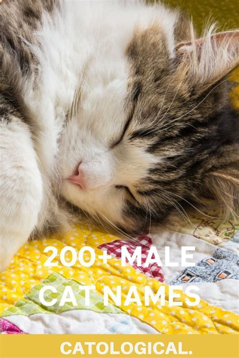 There's been a real surge in bands these last few years turning to puns for band names. Top 200+ Names For Boy Cats (Cute, Funny, Unique, & Pun ...