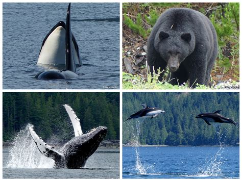 British Columbia Whale Watching Vancouver Island Orca Wildlife Viewing