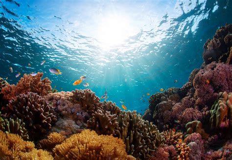 Marine Ecosystem Project Completed In Bali Sea The Bali Sun