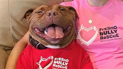 Meet The Rescue Dog Who Cant Stop Smiling Abc7 San Francisco