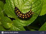 Pictures of Caterpillar Climbing Frame