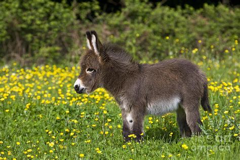 Cute Baby Mini Donkeys