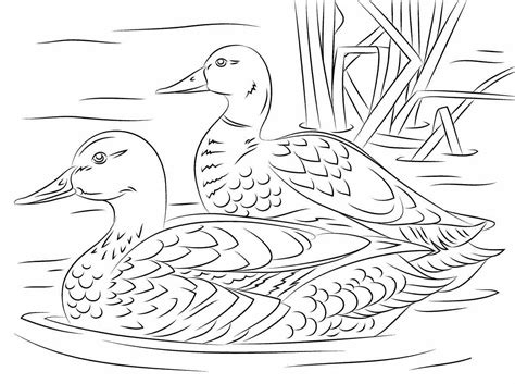 Pair Of Mallard Ducks In City Pond Coloring Page Free Printable