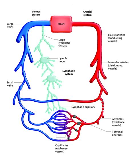 Cardiovascular System Diagram Empty Clipart Best