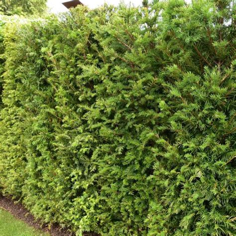 English Yew Taxus Baccata Hedges Direct