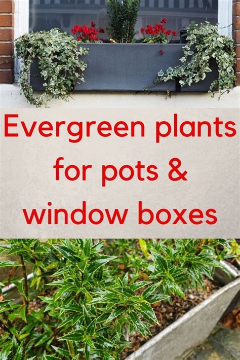 10 Easy Care Evergreen Pots For Year Round Impact In 2020