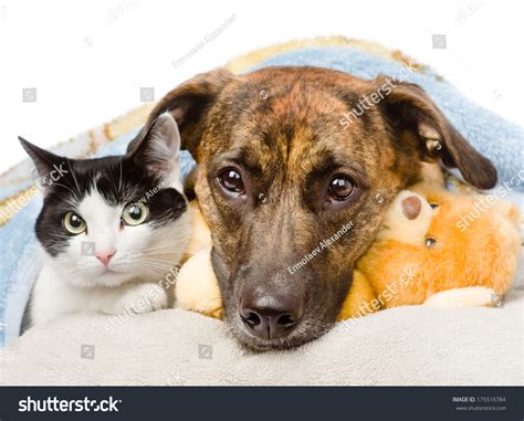 Sad Dog Cat Lying On Pillow Stock Photo 175516784 Shutterstock