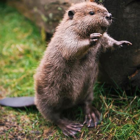 55 Adorable Baby Beavers Youd Instantly Want To Give A Hug To Small Joys