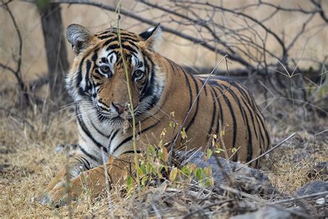 A Tiger Prince Makes An Appearance In Ranthambore Walk