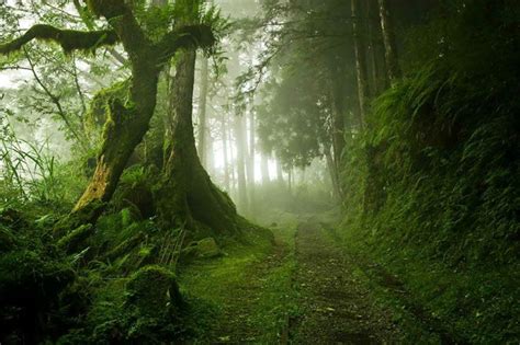 Amazing Photos Of 20 Mysterious Forests From Around The World