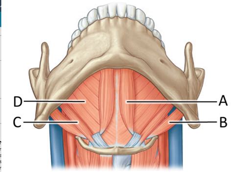 5 Suprahyoid Muscles Anterior View Diagram Quizlet