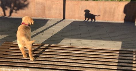 Video Of Golden Retriever Barking At Her Shadow Popsugar Uk Pets