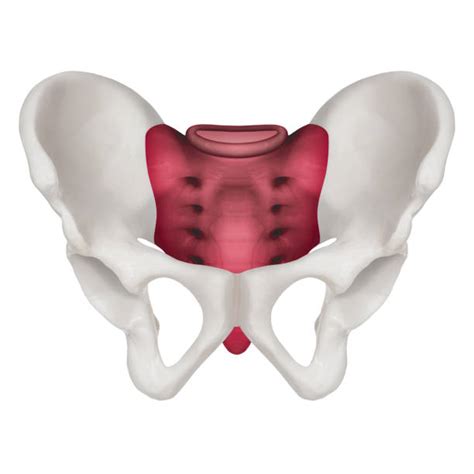 Pubic Symphysis Stock Photos Pictures And Royalty Free Images Istock