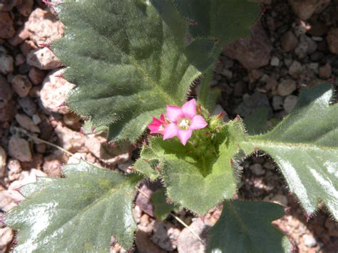 Arizona Desert Wildflower Pictures Wanderwisdom