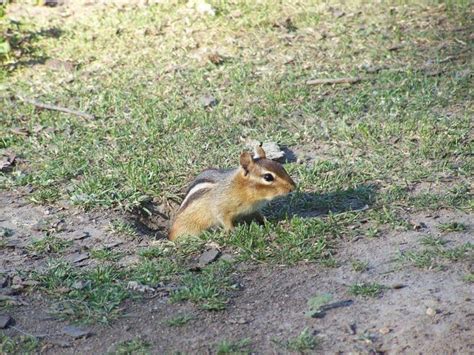 Surprise How Many Chipmunks Live Together In A Burrow Squirrels