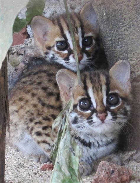 Persebaran dari kucing hutan jenis ini meluas dari wilayah amur di timur rusia hingga ke semananjung korea. Kucing Hutan ( Felis bengalensis ) - GAKUM LHK
