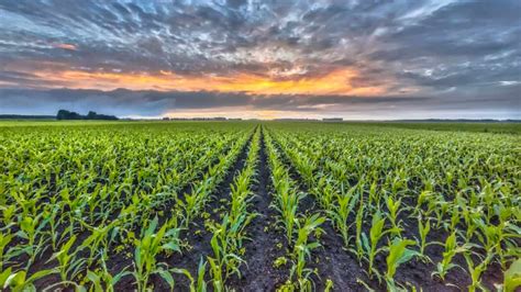 why farmers rotate corn and soybeans