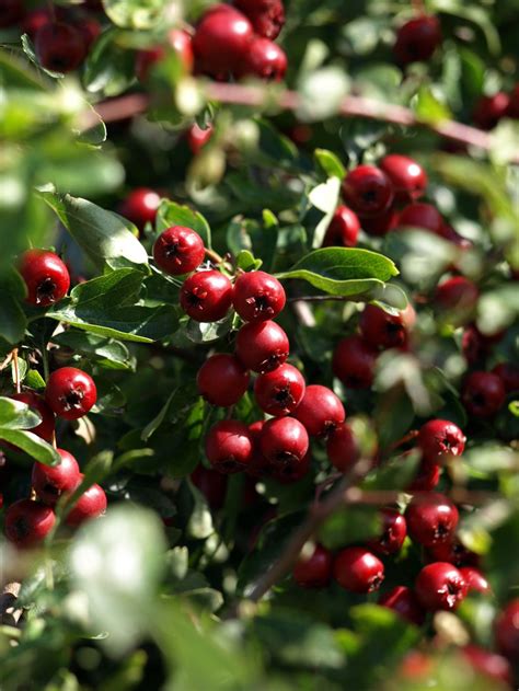 Hawthorn Berries Wild Edibles Pinterest Seeds Gardens And Plants