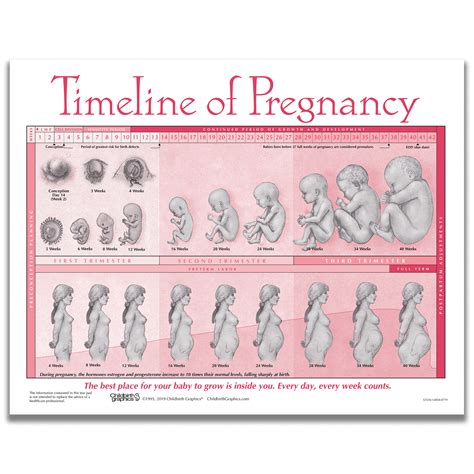 Fetal Development Timeline Week By Week