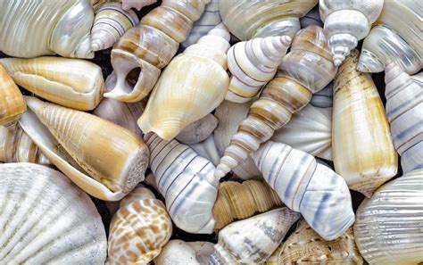 How Are Seashells Created Or Any Other Shell Such As A Snails Or A