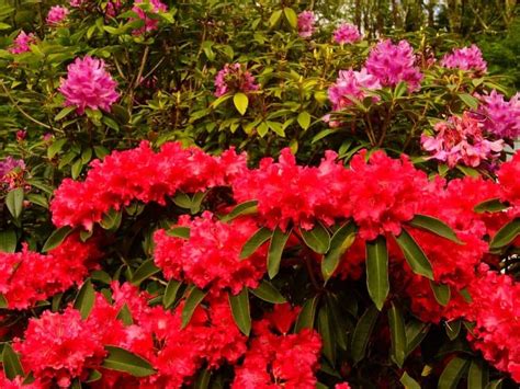 Top 20 Small Shrub With Red Flowers