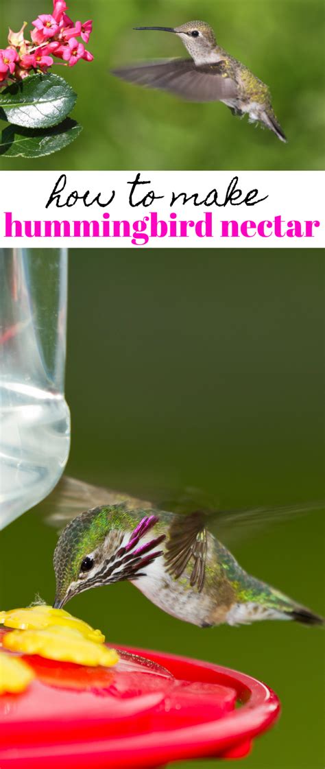 How To Make Hummingbird Nectar And Attract Hummingbirds To Your Yard